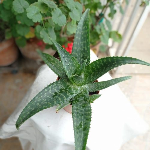 Planta Sabila (Planta Cristal)